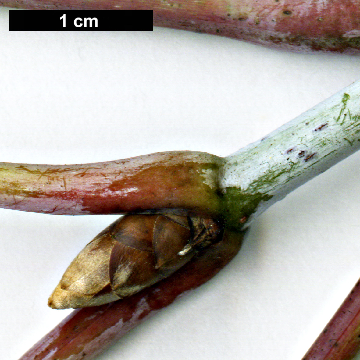 High resolution image: Family: Sapindaceae - Genus: Acer - Taxon: caesium - SpeciesSub: subsp. giraldii